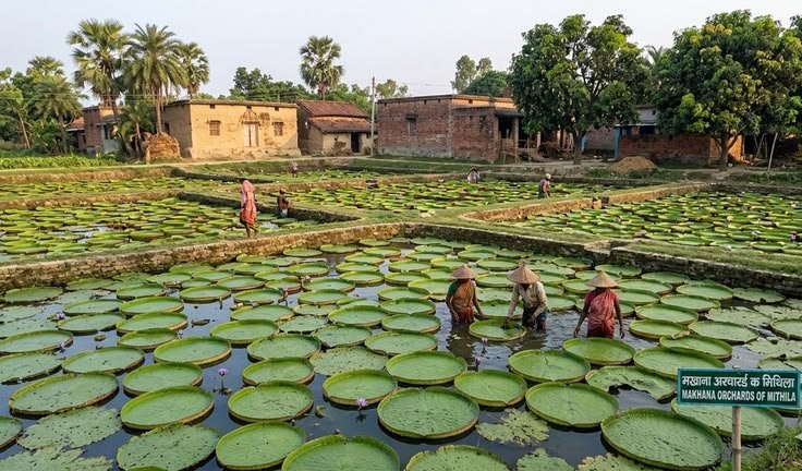 Makhana Sourcing Company